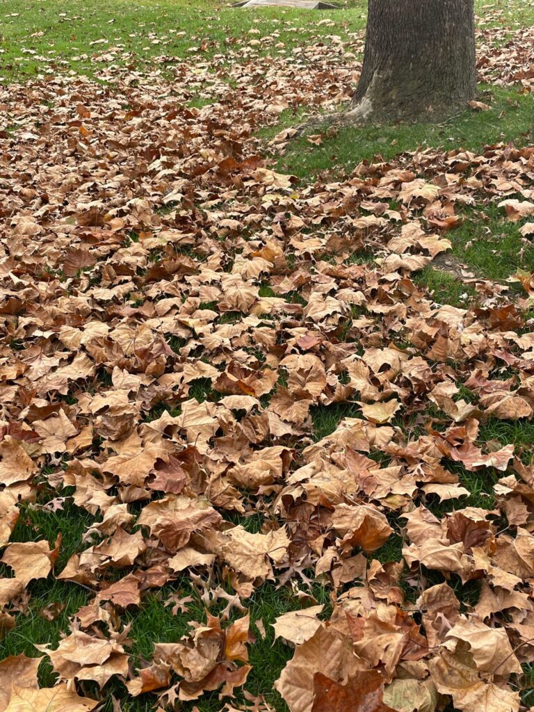 Bulk Leaf Collection to End for 2023 Season