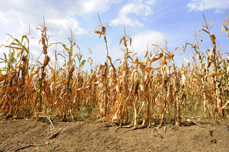 Drought Conditions Intensify Across Loudoun County