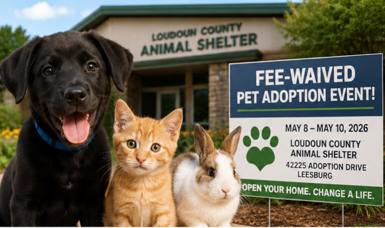 Looking for a New Best Friend? Loudoun Shelter Offers Free Pet Adoptions May 8–10